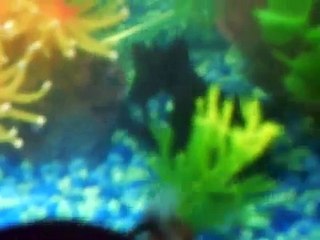 my Freshwater Aquarium