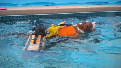 Pit Bull Terrier drags Chihuahua around in pool