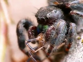 Juvenile Phidippus Audax Jumping Spider Eating a Harvestman