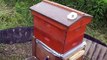May 10, 2012 -- My poor sick dying bees.... counting mites. So sad...