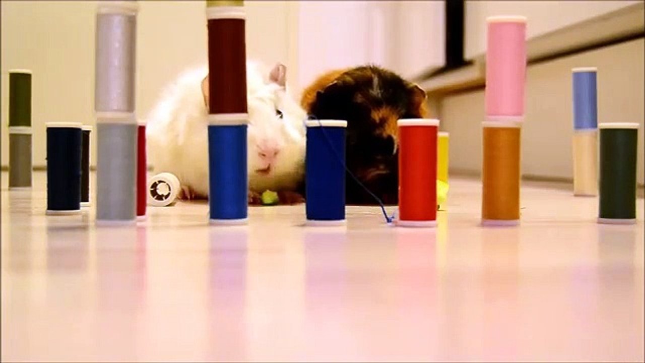 A funny guinea pig montage