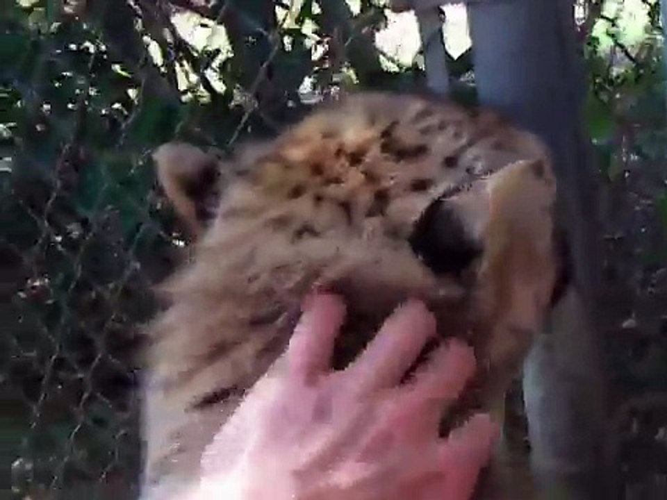 cheetahs love the lock