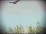 Red-tailed Hawks - Kiting near Heber, UT