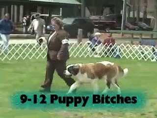 New England St. Bernard Club specialty AM 2007 Show