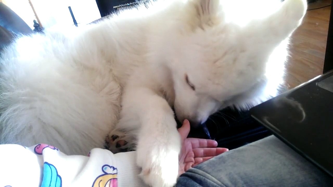 Samoyed making funny sounds and begging to be petted