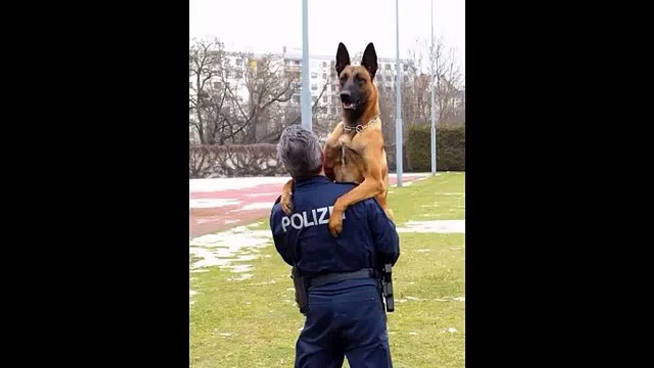 dressage chien tunisie ATTAQUE MALINOIS zone urbaine à L'ARIANA