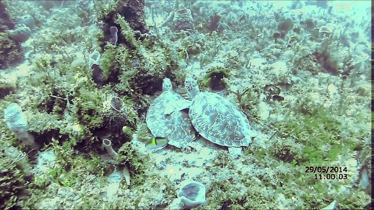 Tortue