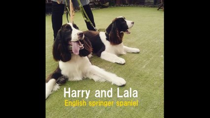 Day of Harry and Lala