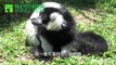 臺北市立動物園-白頸狐猴-狐猴媽媽與白頸狐猴的故事 The Story of the Ruffed Lemurs' Zookeeper