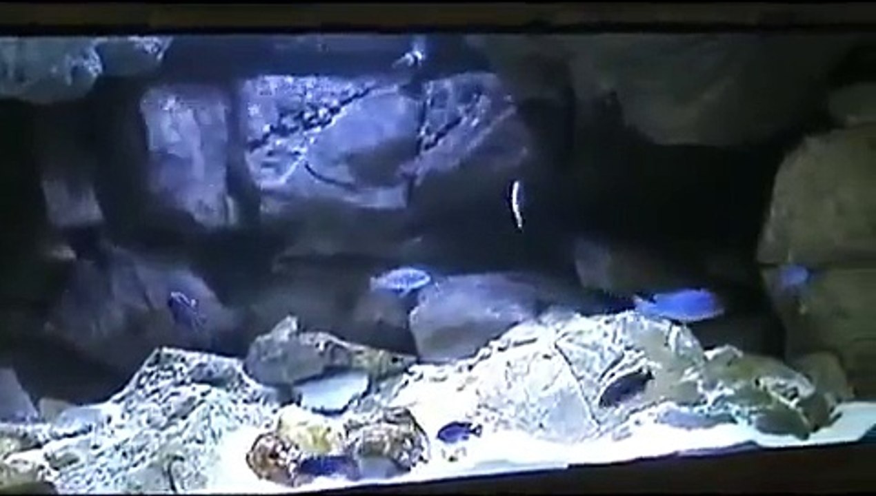 Malawi with Modular Rock - Aquaterra 3D Aquarium Backgrounds