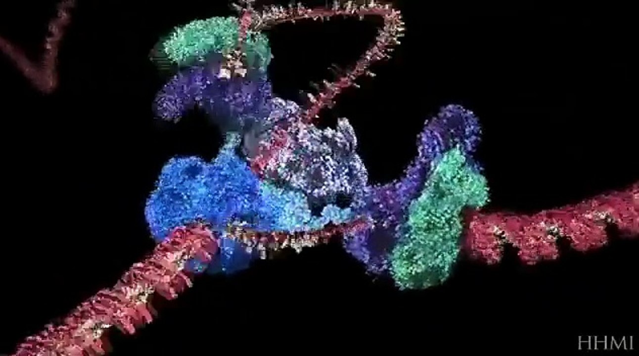 HHMI-DNA Replication