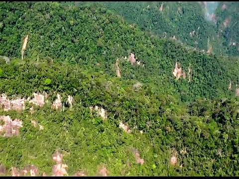 26 de junio, Día Internacional de los Bosques Tropicales