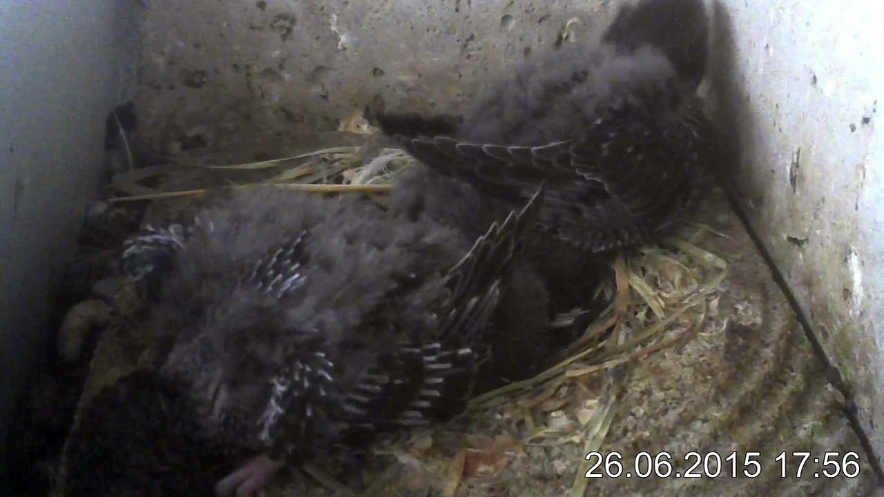 26.6.-17:55-0:14 Mauersegler - Kamera im Nistkasten - 2 Junge (REPLAY)