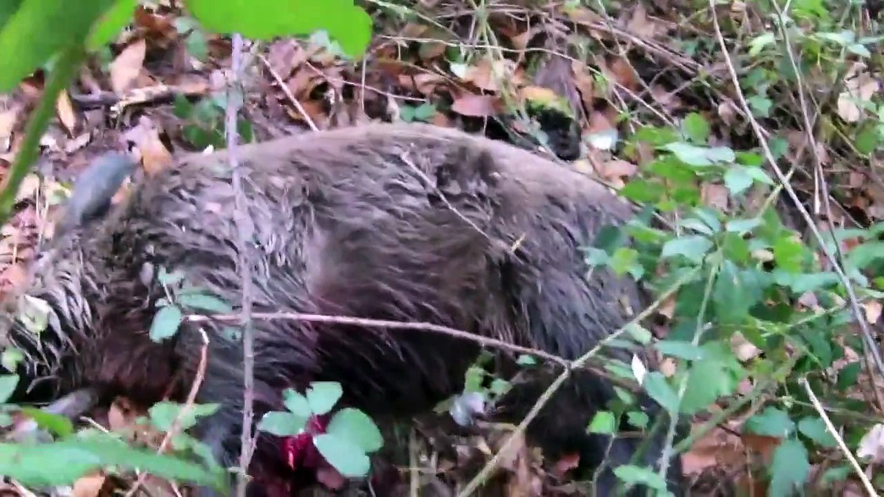 Chasse gros sanglier à l'arc 90kg / Bowhunting Wildboar
