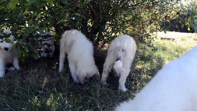 Authentiques Patou ou Montagne des Pyrénées de la Plaine d'Astrée, Chiots issus de Multi-Champion de Beauté disponibles