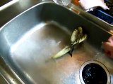 Cockatiel in shower bath, オカメインコの水浴び