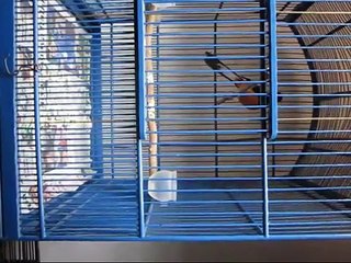 jual burung murai batu lot