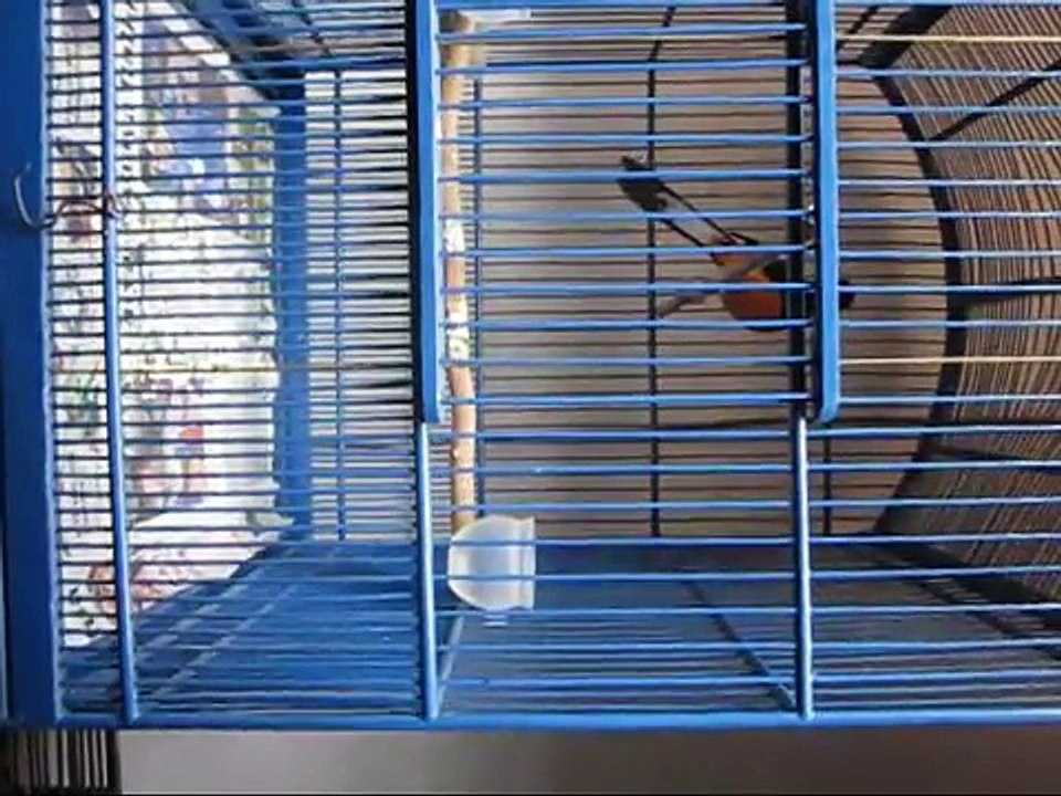 jual burung murai batu lot