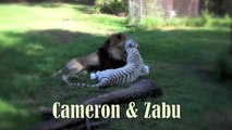 Rescued tiger and lion couple play and purr together
