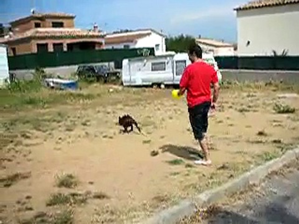 DSCN1087 como cansar a un boxer