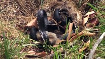 mama conejo pelea con la serpiente para salvar a los conejitos - video original