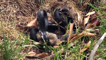 mama conejo pelea con la serpiente para salvar a los conejitos - video original