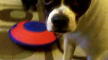 Nina Ottosson Dog Treat Maze