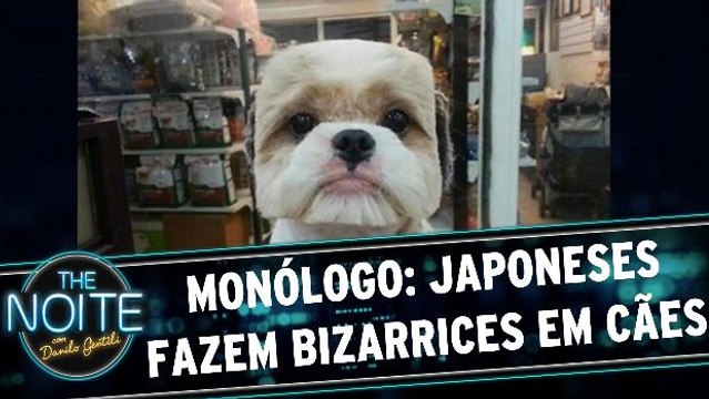 Monólogo: Japoneses fazem “penteados” inusitados em seus cachorros
