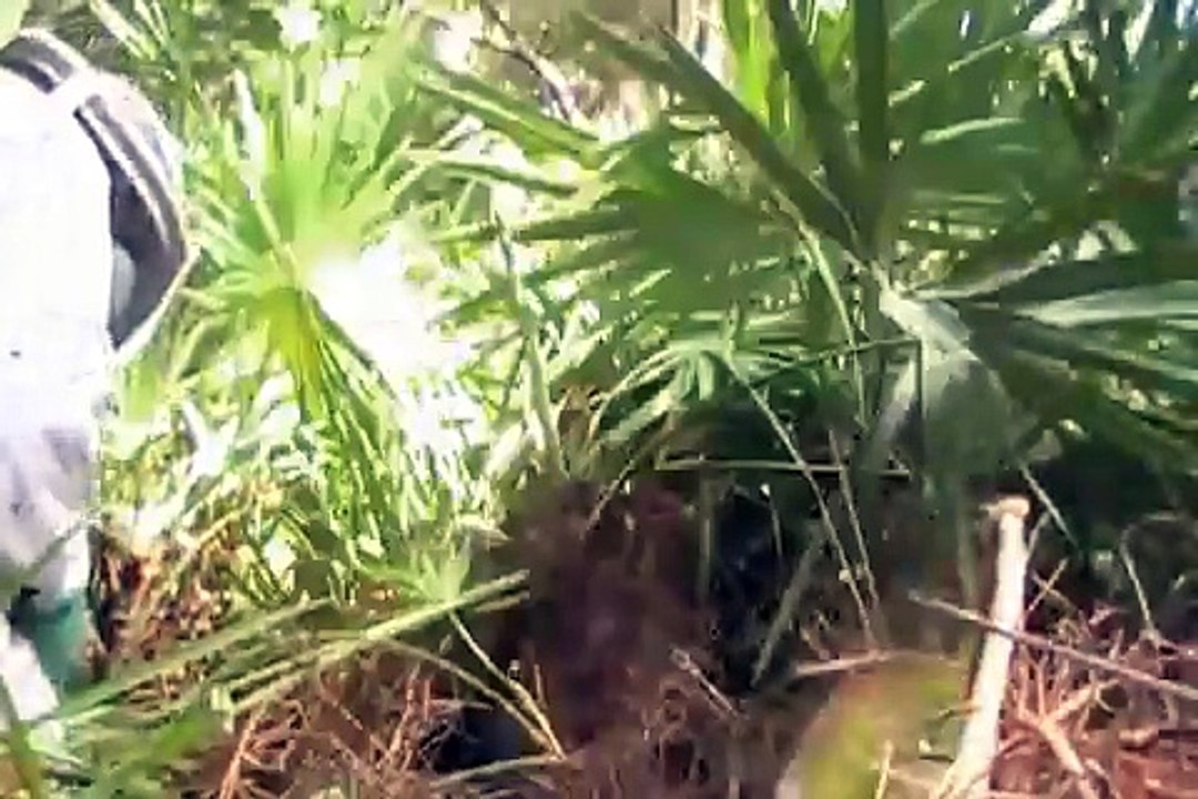 Yellow Jackets II Belcher Rd.    swarm, control, removal, attack bees and wasp