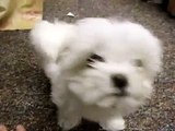 Tiny Baby Girl Maltese ~  Cutest Maltese Puppy Ever ~ Best Tail Wag