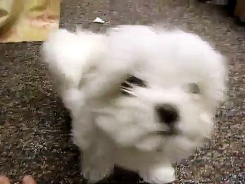 Tiny Baby Girl Maltese ~ Cutest Maltese Puppy Ever ~ Best Tail Wag