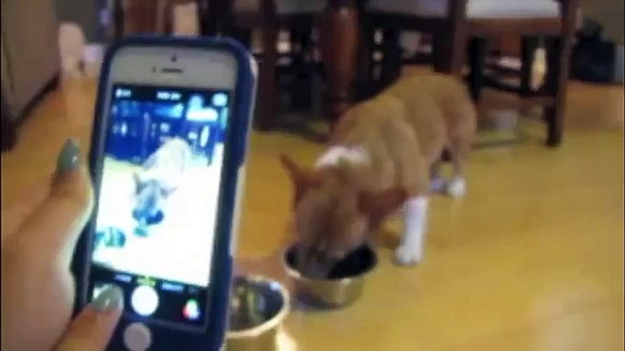 Lucky (Britney Spears Parody) - Corgi Music Video