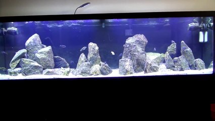 125 Gallon African Cichlid Mbuna Tank Update