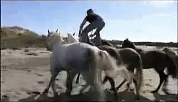 Чи то дикі, чи то свійські коні??? :)