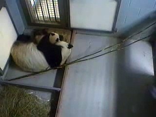 Mei Lan & Lun Lun Play, 1/29