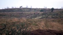 Three stags on the hill. Red deer. Scottish moorland.