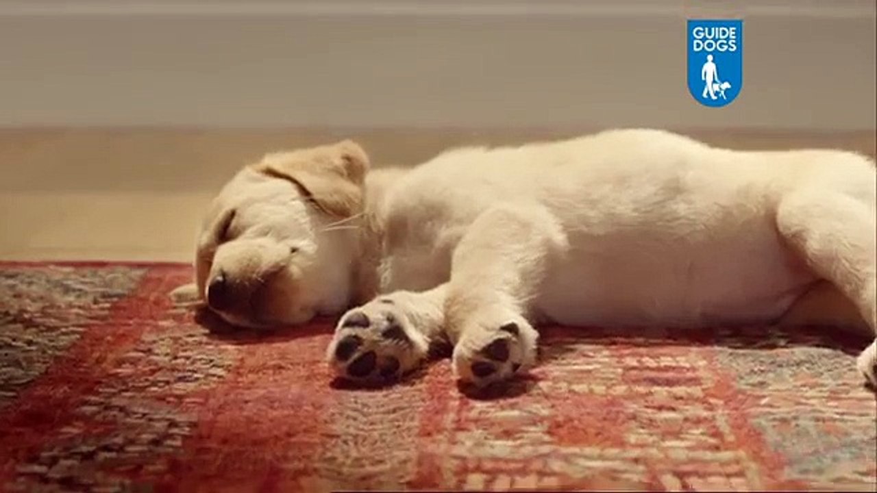 Sponsor a Guide Dog puppy - Dave and Quince TV advert