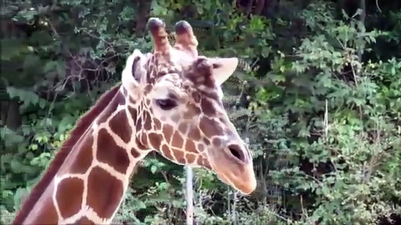 Mundial de los Animales + Mundial para la Naturaleza   Jirafa de apareamiento