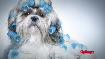 3 Great Freebies for Your Dog