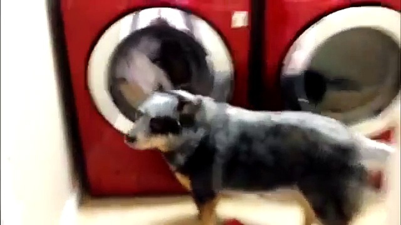 Funny dog waits by washing machine for toy
