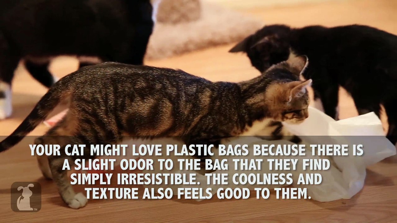 7 Things That Cats Do!