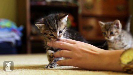 Playful Kitten's New Favorite Toy is Human Hands