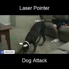 Dog Attack Chassing Lasser - Very Funny
