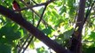 Ulaula the Northern Cardinal singing