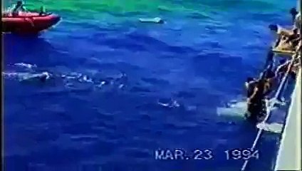 girl gets leg bitten off by great white shark