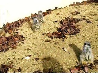 Sleepy Meerkats at Marwell Wildlife