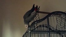 KOKA Amazing African Grey Parrot Talking
