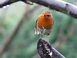 Robin song bird * Erithacus Rubecula * call ♪♫ singing ~ Birds Wildlife UK