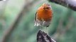 Robin song bird * Erithacus Rubecula * call ♪♫ singing ~ Birds Wildlife UK