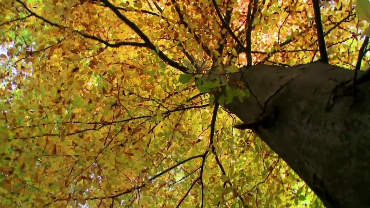 "Não Custa Nada" - Música em Família